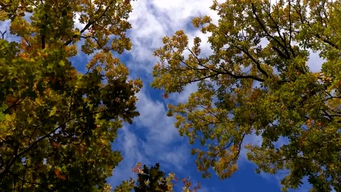 Autumn trees view from below. Stock Footage 165295941