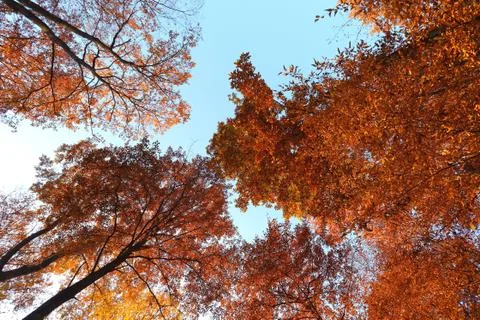 Autumn trees viewed from below Stock Photos