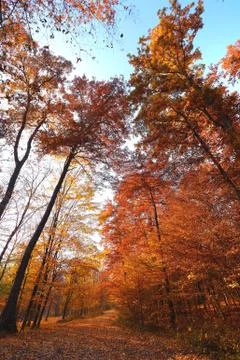 Autumn trees viewed from below Stock Photos