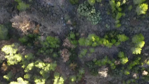 Autumn trees viewed from the sky Stock Footage 171175515