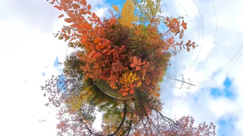 Autumn trees wide ange view Stock Footage 319372244