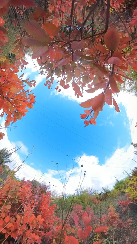 Autumn trees wide ange view Stock Footage 319372272