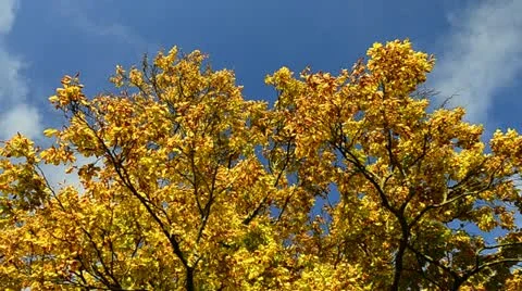 Autumn Trees in the wind Stock Footage 12539034