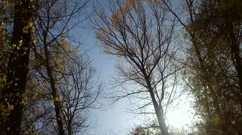 Autumn trees in the wind 스톡 동영상 57798824