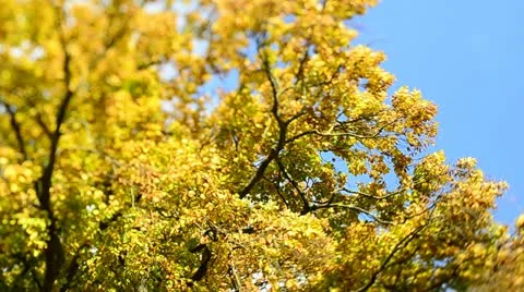 Autumn Trees in the wind (Tilt/Shift) Stock-Footage 12532189