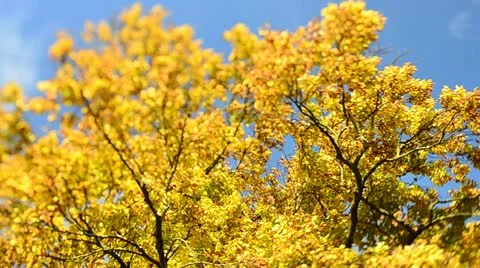 Autumn Trees in the wind (Tilt/Shift)1 Stock Footage 12538947