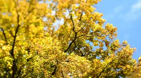Autumn Trees in the wind (Tilt/Shift)2 Stock Footage 12538342