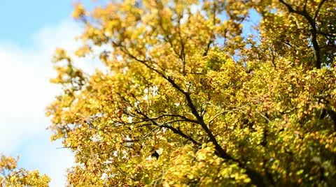Autumn Trees in the wind (Tilt/Shift)3 Stock Footage 12538816