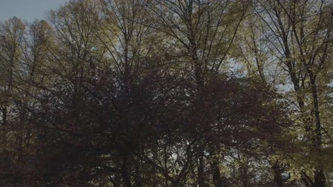 Autumn trees wit orange and yellow leaves in city park Stockbeeldmateriaal 219859247