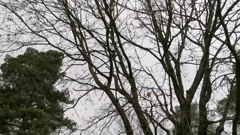 Autumn trees without leaves. Bare tree branches in Fall. Stock-Footage 149886645
