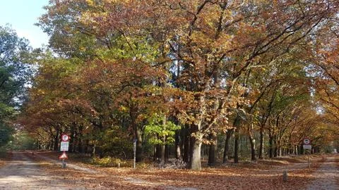 Autumn trees on the woods during autumn in the netherlands Stock Photos