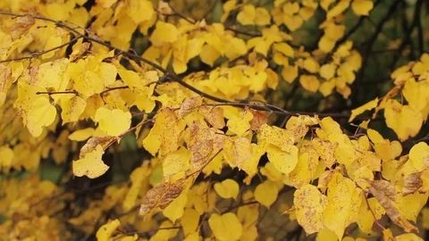 Autumn Trees, Yellow Leaves Video stock 71508221