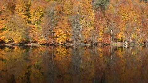 Autumn trees with yellow orange red leaves - Autumn Water and Forest Reflection Video stock 339372323