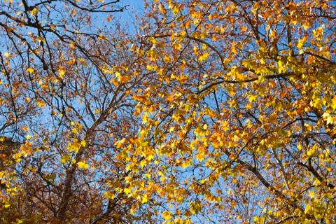 Autumn treetop Stock Photos