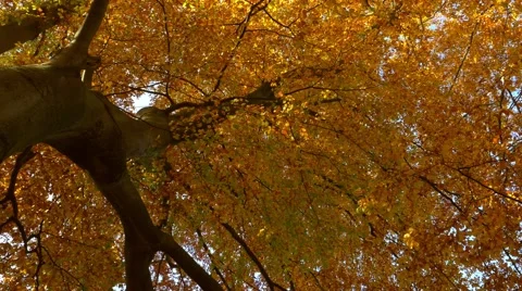 Autumn treetops in the forest Vídeos de archivo 56772789