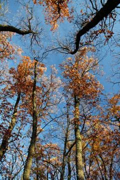 Autumn treetops Stock Photos
