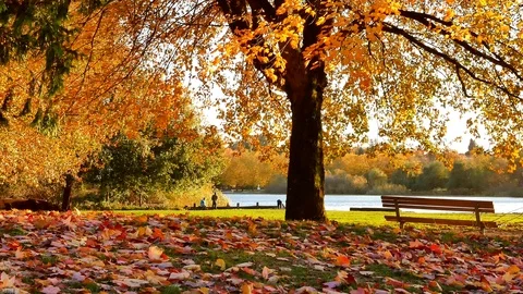 Autumn in Trout Lake | Vancouver British Columbia Canada. Stock Footage 119304467