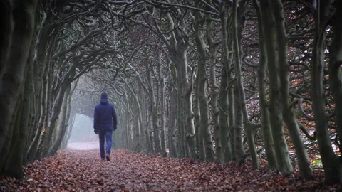 Autumn tunnel Stock Footage 133367697