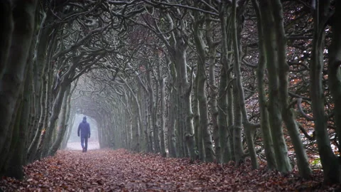 Autumn tunnel Stock Footage 133435490