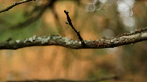 Autumn twig (close-up) Stock-Footage 32006915