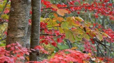 Autumn twig with foliage in the background. Stock Footage 12411284