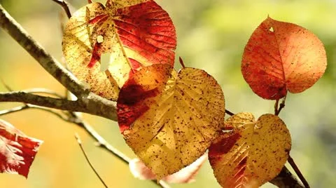 Autumn twig with foliage in the background. Stock Footage 12411315
