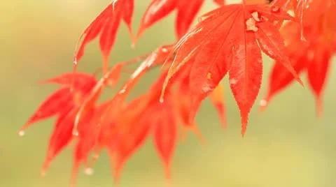 Autumn twig with foliage in the background. Stock Footage 12539081
