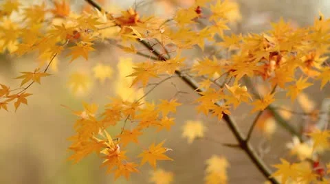 Autumn twig with foliage in the background. Stock Footage 12671307