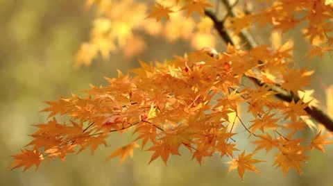 Autumn twig with foliage in the background. Stock Footage 12671370