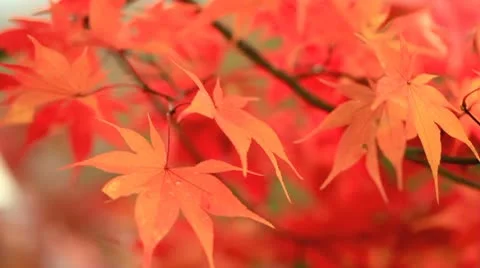 Autumn twig. Stock Footage 10679924
