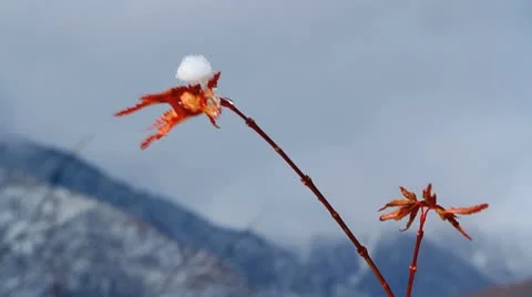 Autumn twig of maple with mountains in the background. Stock Footage 10239650