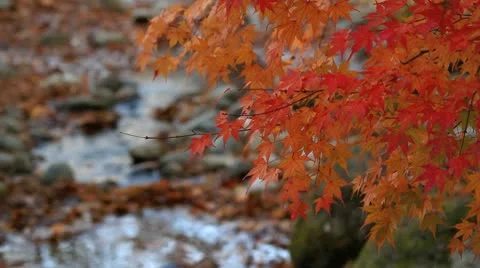 Autumn twig with mountain river in the background. Stock Footage 10679890