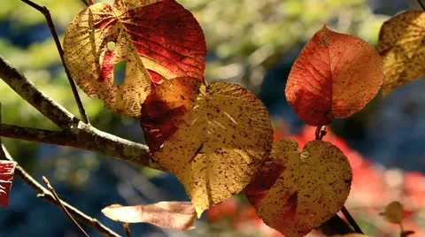 Autumn twig with mountain river in the background. Video stock 12411335