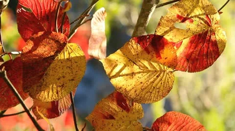 Autumn twig with mountain river in the background. Verticals. Stock Footage 12411374