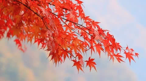 Autumn twig with mountains in the background. Video stock 12539086