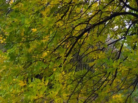 Autumn twig Stock Photos