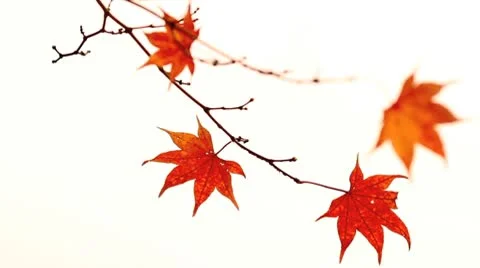 Autumn twigs of maple. Stock Footage 8945506