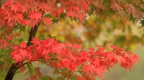 Autumn twigs of maple. Stock Footage 8945508
