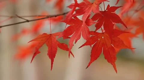 Autumn twigs of maple. Stock-Footage 10066729