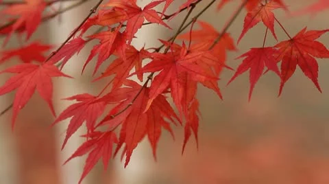 Autumn twigs of maple. Stock Footage 10067462