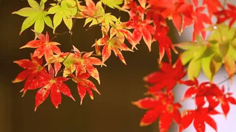 Autumn twigs of maple. Stock Footage 10318199