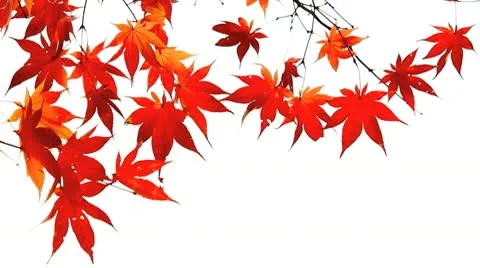 Autumn twigs of maple. Stock-Footage 10562952