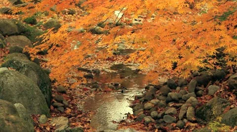 Autumn twigs with mountain river in the background. Stock Footage 12551445