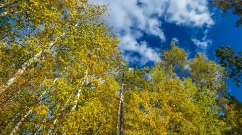 Autumn at Twisp WA Vídeo Stock 56090150