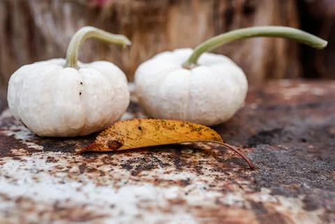 Autumn. Two pumpkins on the background of an old tree stump Stock Photos