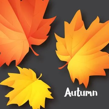 Autumn typographic. Fall leaf. Vector illustration EPS 10 Stock Illustration