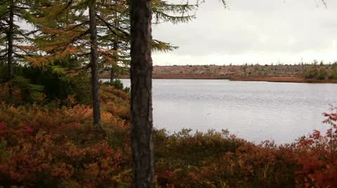 Autumn untouched forest Video stock 22305917