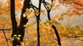 Autumn valley. HD Footage