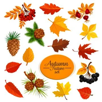 Autumn vector icons of leaf fall or forest berry 스톡 일러스트