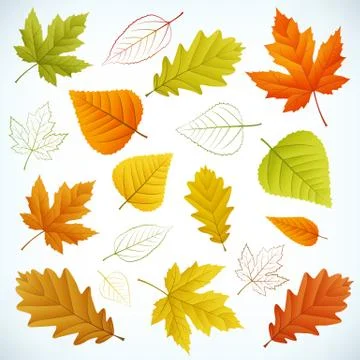 Autumn vector leaf イラスト素材